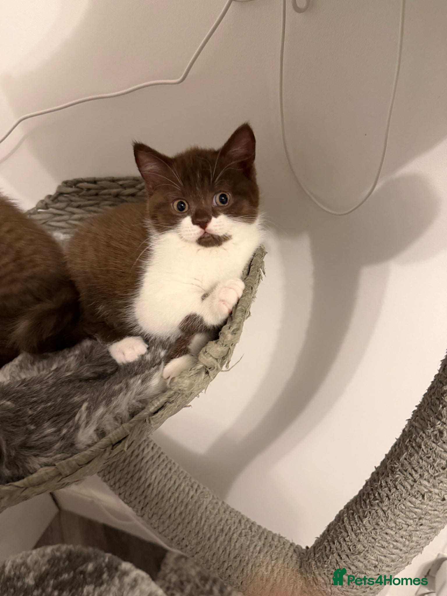 British Shorthair cats BSH kittens💚💙💜🧡🎀🎀🎀 - Advert 11