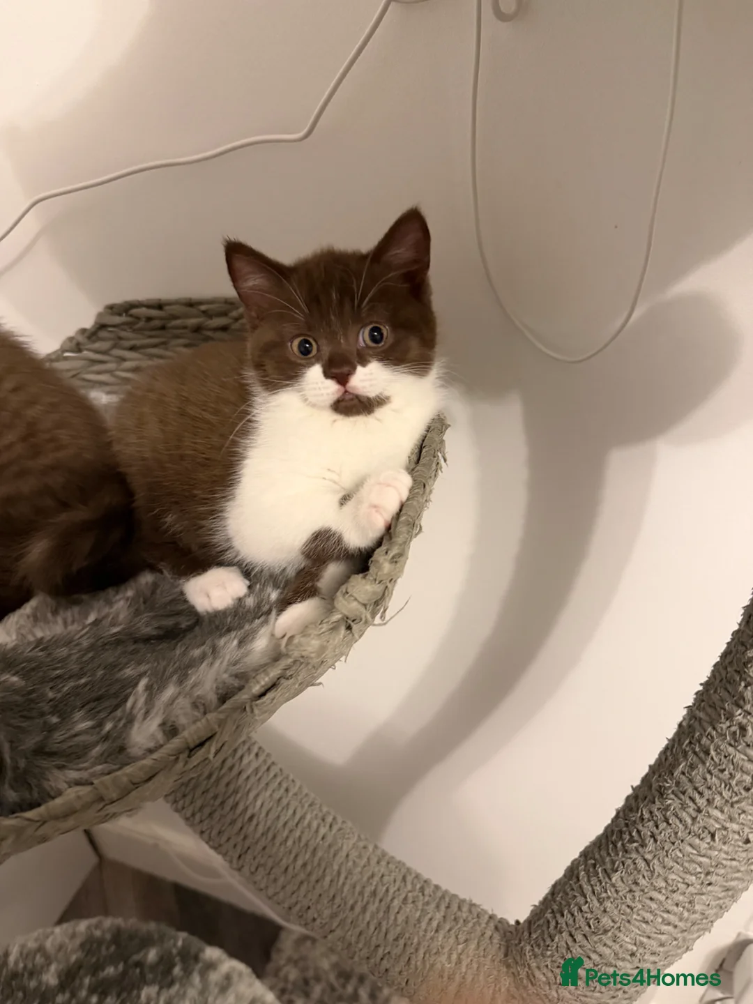 British Shorthair cats for sale: BSH kittens💚💙💜🧡🎀🎀🎀 - Advert 1
