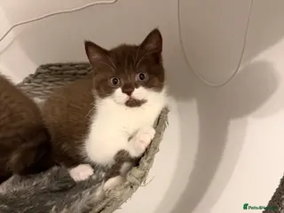 British Shorthair cats BSH kittens💚💙💜🧡🎀🎀🎀 - Advert 8