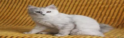 Maine Coon cats for sale: Pedigree Silver Shaded Beauties TICA Registered - Advert 12