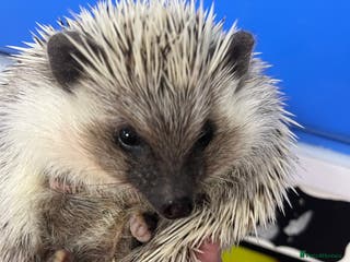 Pygmy Hedgehog rodents Friendly 20 week old boy seeks home ready today ! - Advert 2