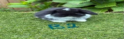 Mini Lop rabbits for sale: Pure bred mini lops baby rabbits. - Advert 6