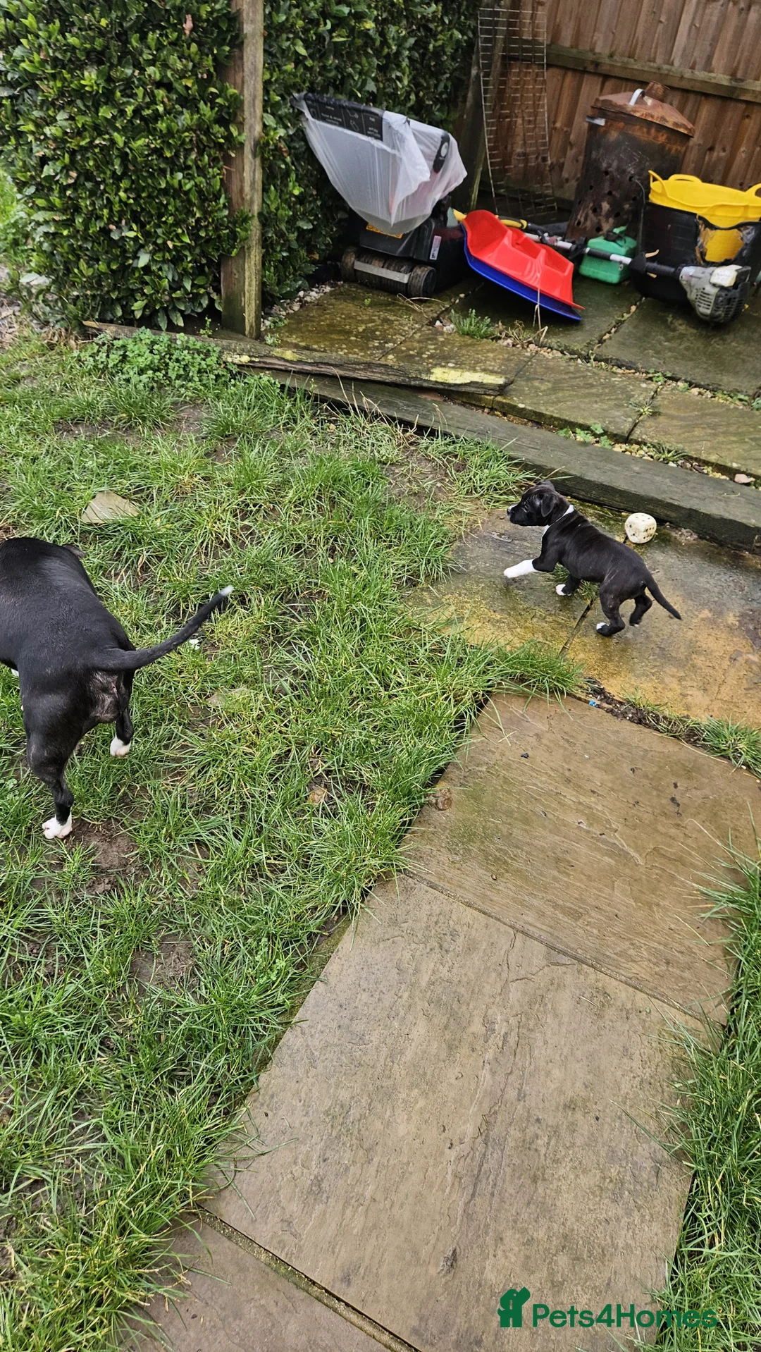 Staffordshire Bull Terrier dogs for sale: Full staffy pup only one girl  - Advert 2
