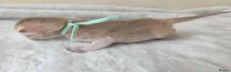 Abyssinian cats for sale: ⚜️Beautiful Abyssinian Kittens🏆 - Advert 5