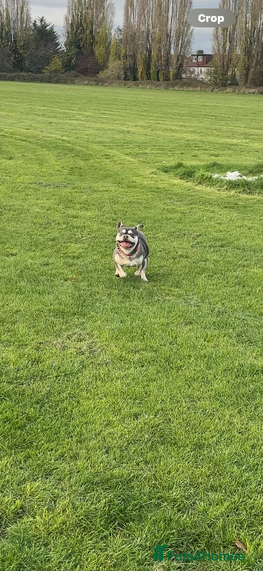 French Bulldog dogs for sale: Stunning French Bulldog EA.Husky 🧬 in Ilford - Advert 2