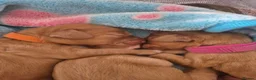 Cockapoo dogs for sale: Beautiful pups 🐶  - Advert 14
