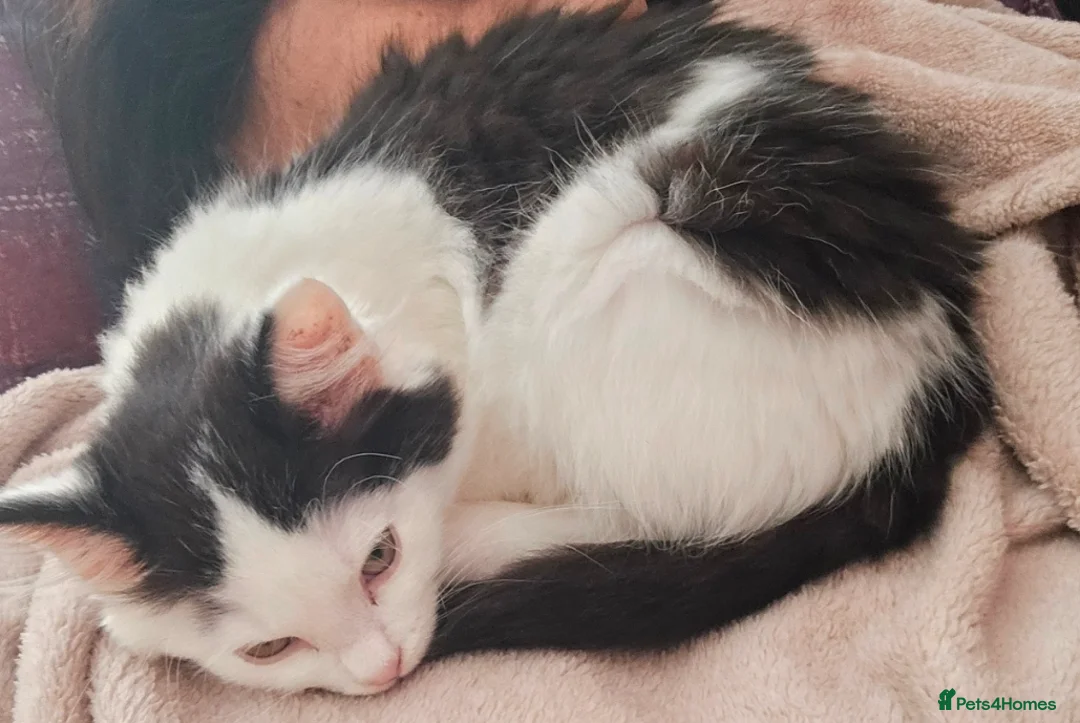 Mixed Breed cats for sale: Cute Female kitten for sale  - Advert 2