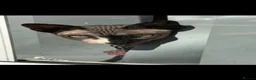 Sphynx cats for sale: Sphynx donskoy - Advert 6