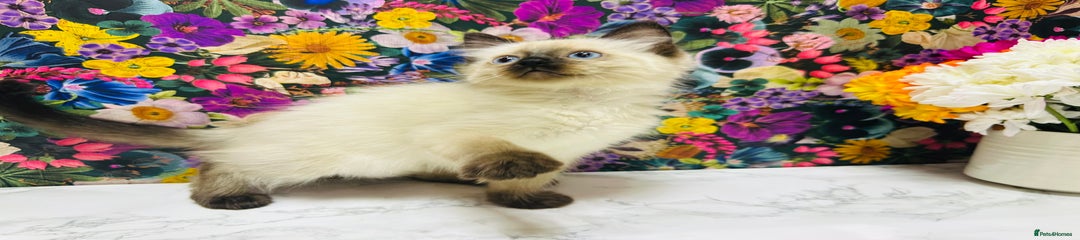 Ragdoll Kitten 6