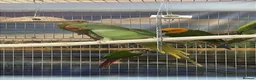 Parrots birds for sale: PARROTS/AMAZONS/PARAKEETS  - Advert 9