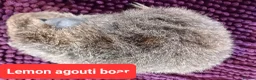 Guinea Pig rodents for sale: Rex sows/boars, Aby, cali guinea pigs. - Advert 5