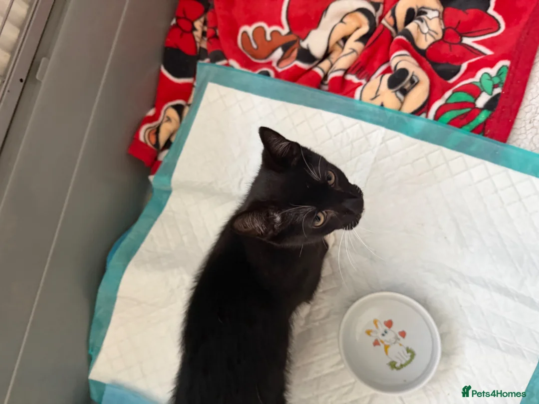 Mixed Breed cats for sale: Male kitten  - Advert 2