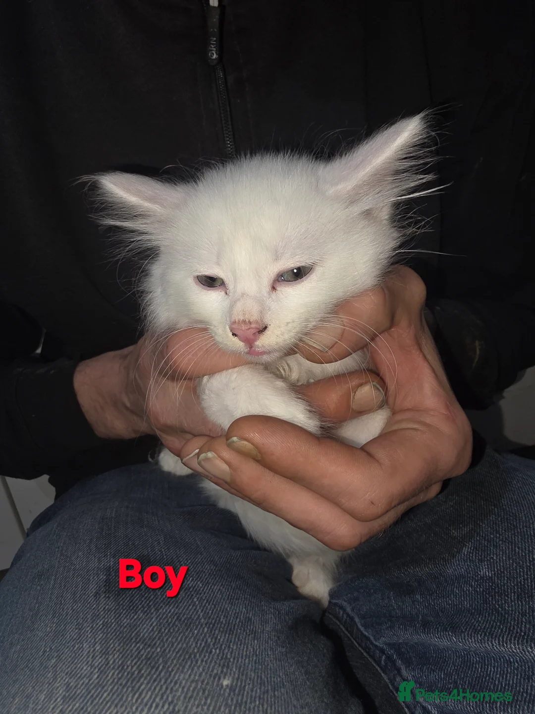 Turkish Angora cats for sale: Long-haired kittens - Advert 3