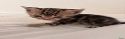Mixed Breed cats for sale: 4 beautiful tabby / bengal cross - Advert 9