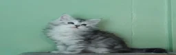 Maine Coon cats for sale: Pure Maine Coons Kittens For Sale - Advert 8