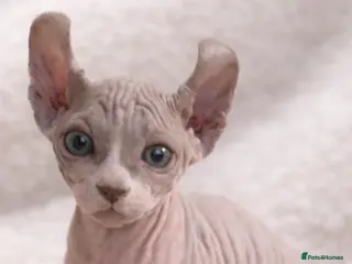 Sphynx cats Elf Kittens LAST BOY - Advert 6