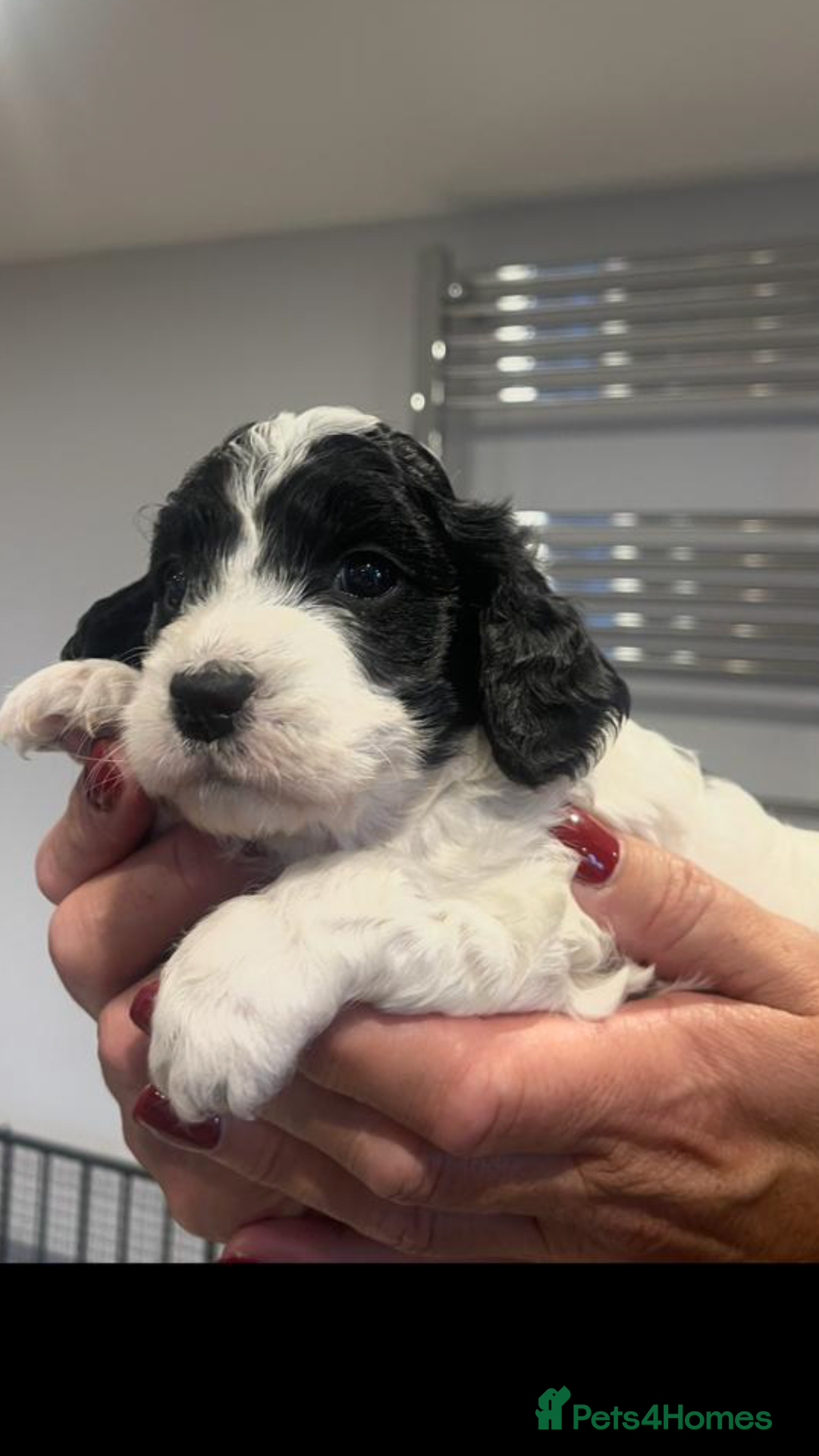 Cockapoo dogs for sale: F1 Cockapoo’s - Advert 2