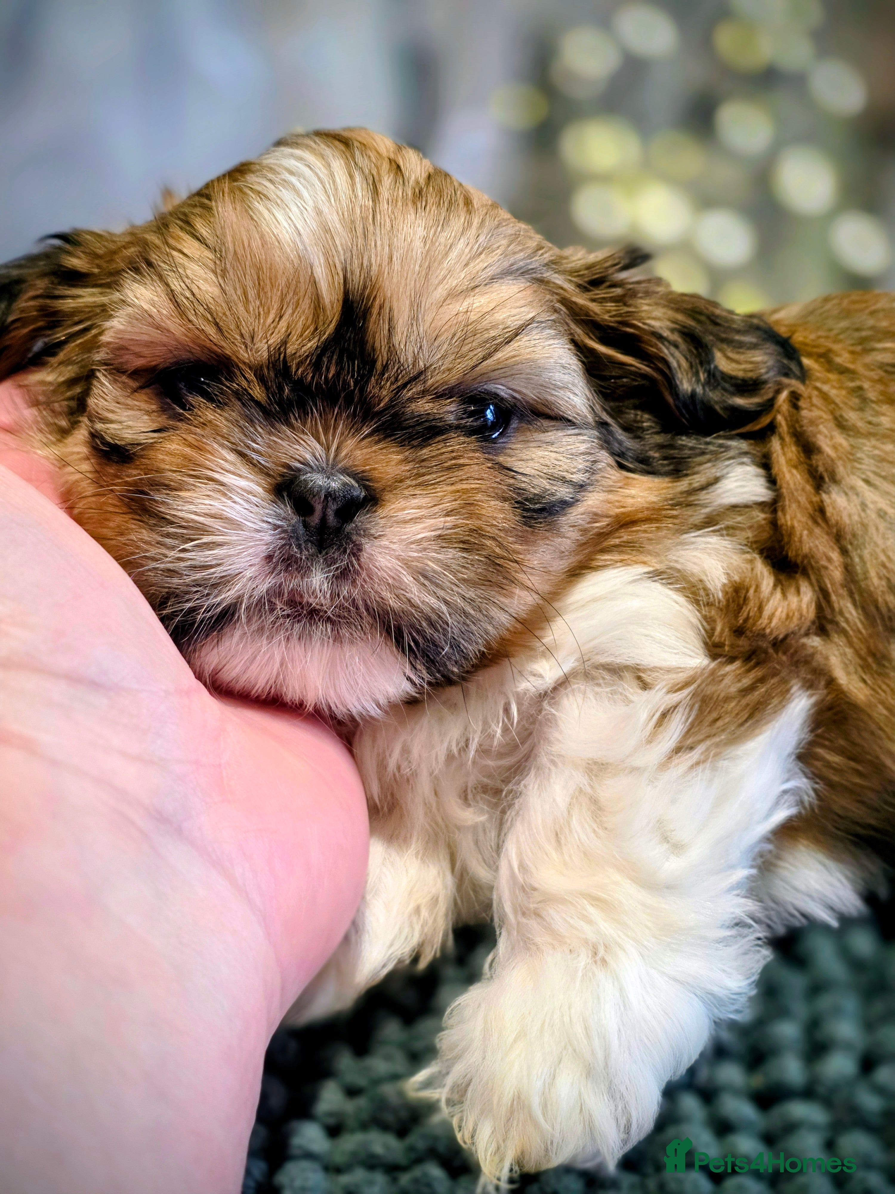 Shih Tzu dogs Shih tzu boy Casper is looking for a new mummy🐾 - Advert 17