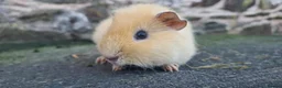 Guinea Pig rodents for sale: Male guinea pigs sheltie and short coated - Advert 20