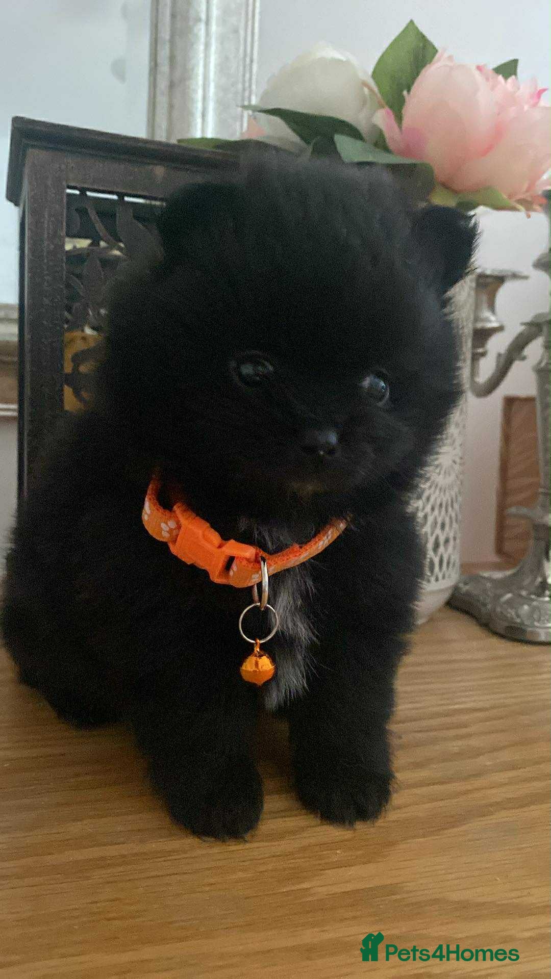 Pomeranian dogs for sale: Pomeranian puppies  - Image 31