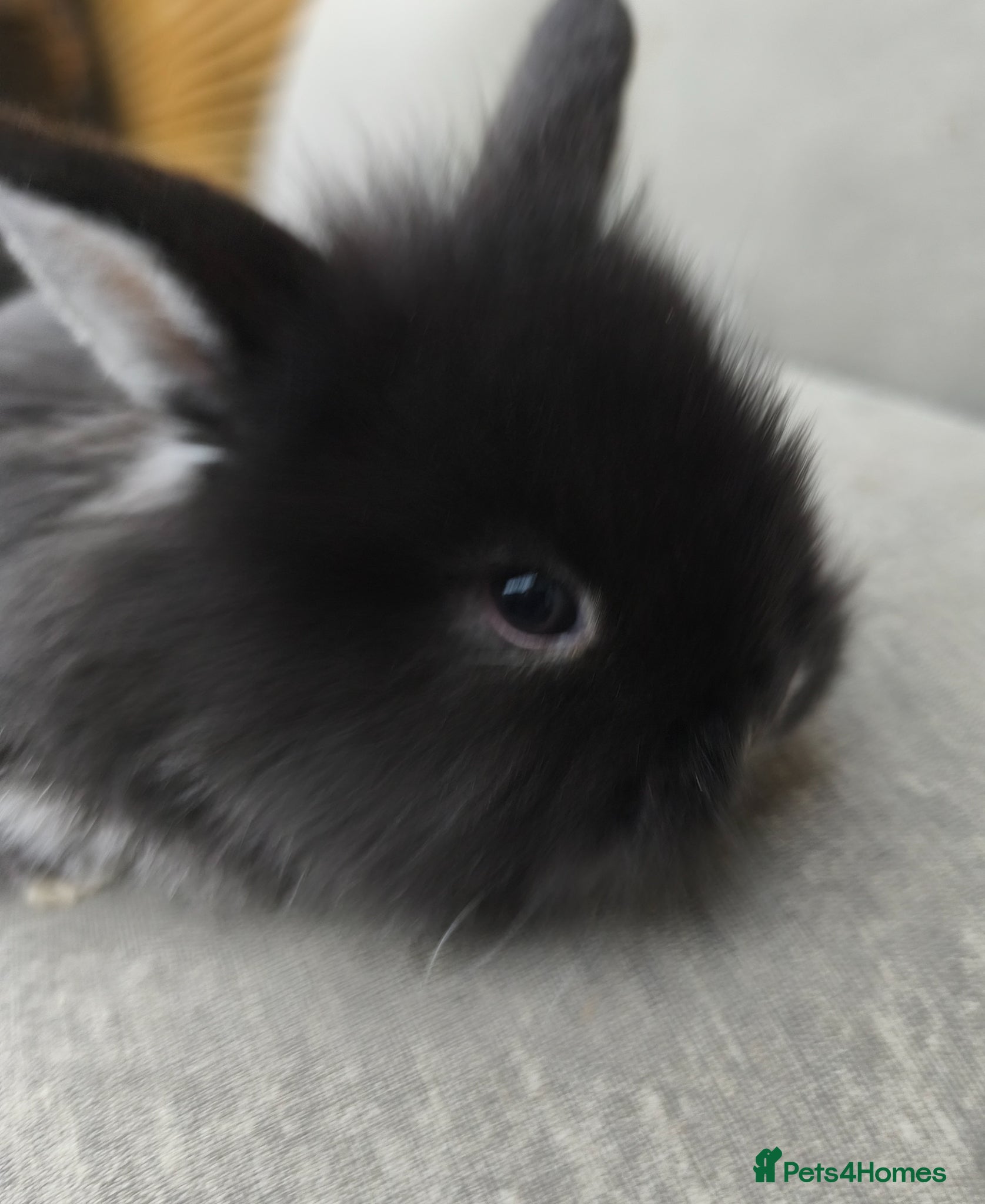 Mini Lop rabbits for sale: Rare Mini Lion Lop Babies for Sale  - Advert 4