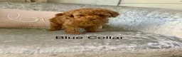 Toy Poodle dogs for sale: 🐩Outstanding Toy Poodle Puppies – Ready to view🐩 - Advert 34