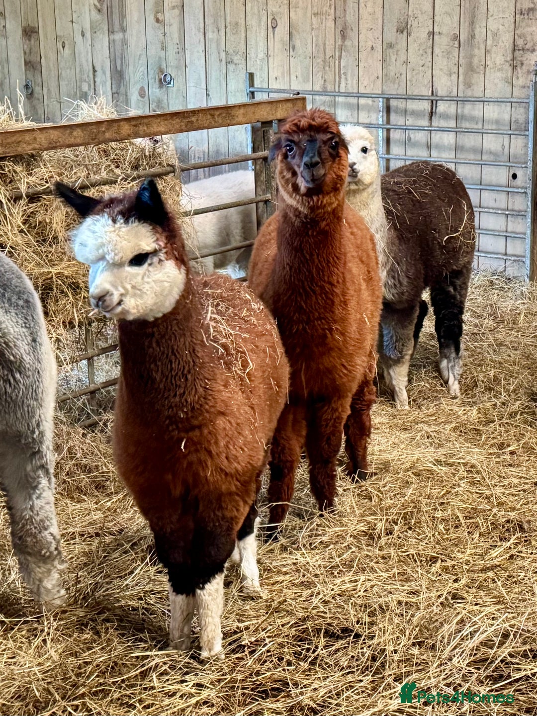 Alpaca livestock for sale: Alpaca Cria’s males - Advert 3