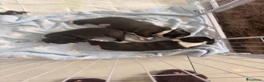 Boston Terrier 1