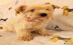 West Highland Terrier dogs for sale: Westiepoo puppies  - Image 2
