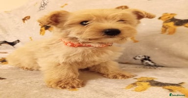 West Highland Terrier dogs - Advert 13