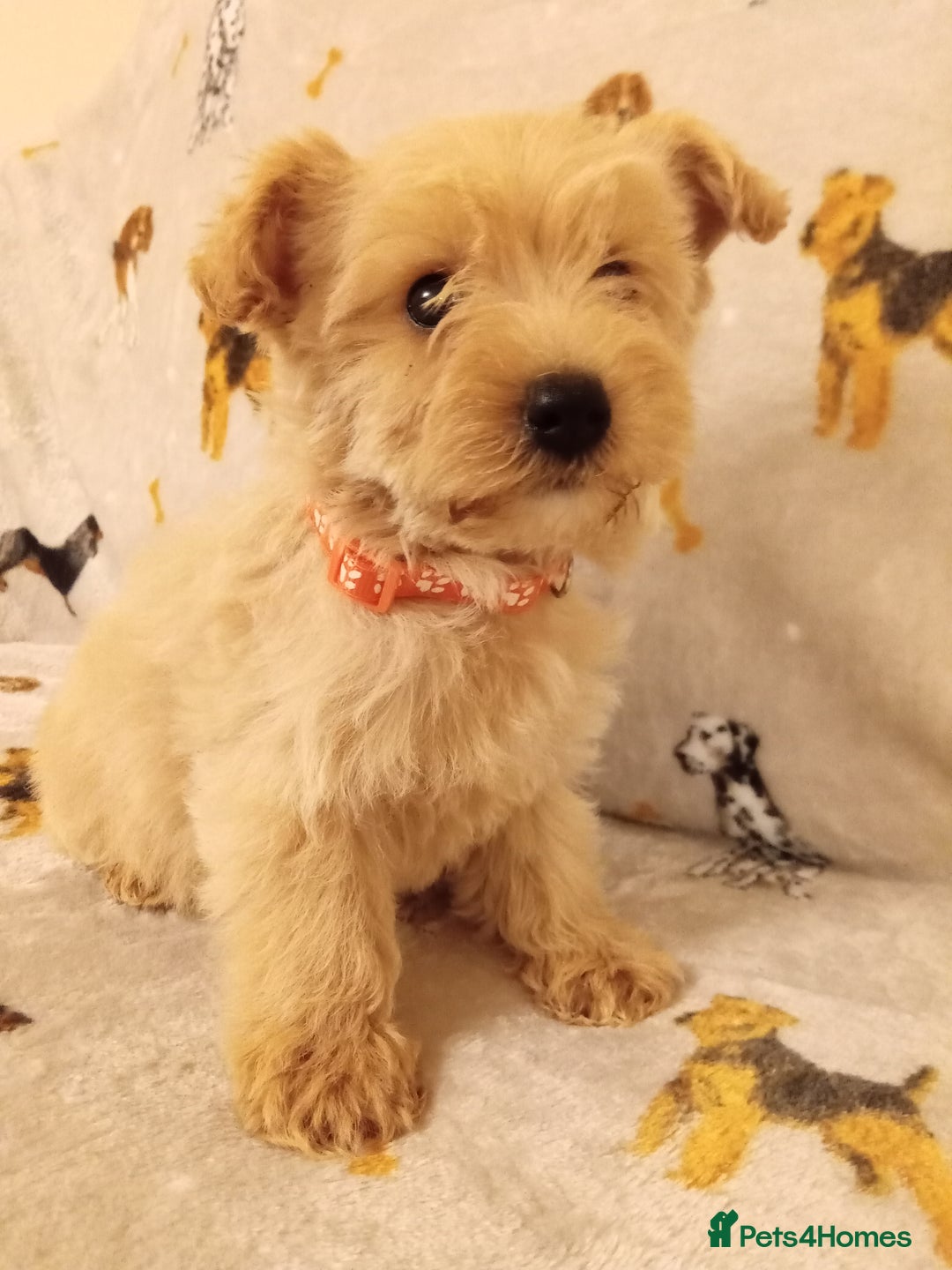West Highland Terrier dogs for sale: Westiepoo puppies  - Image 2