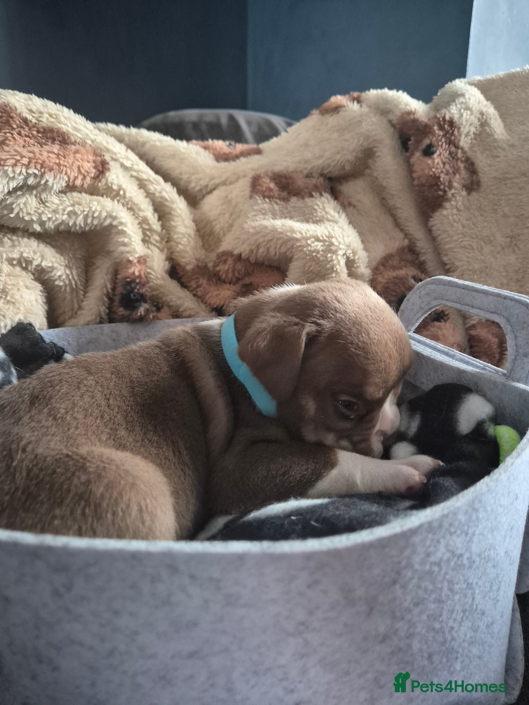 English Bulldog dogs for sale: Bulldog puppies - Image 5