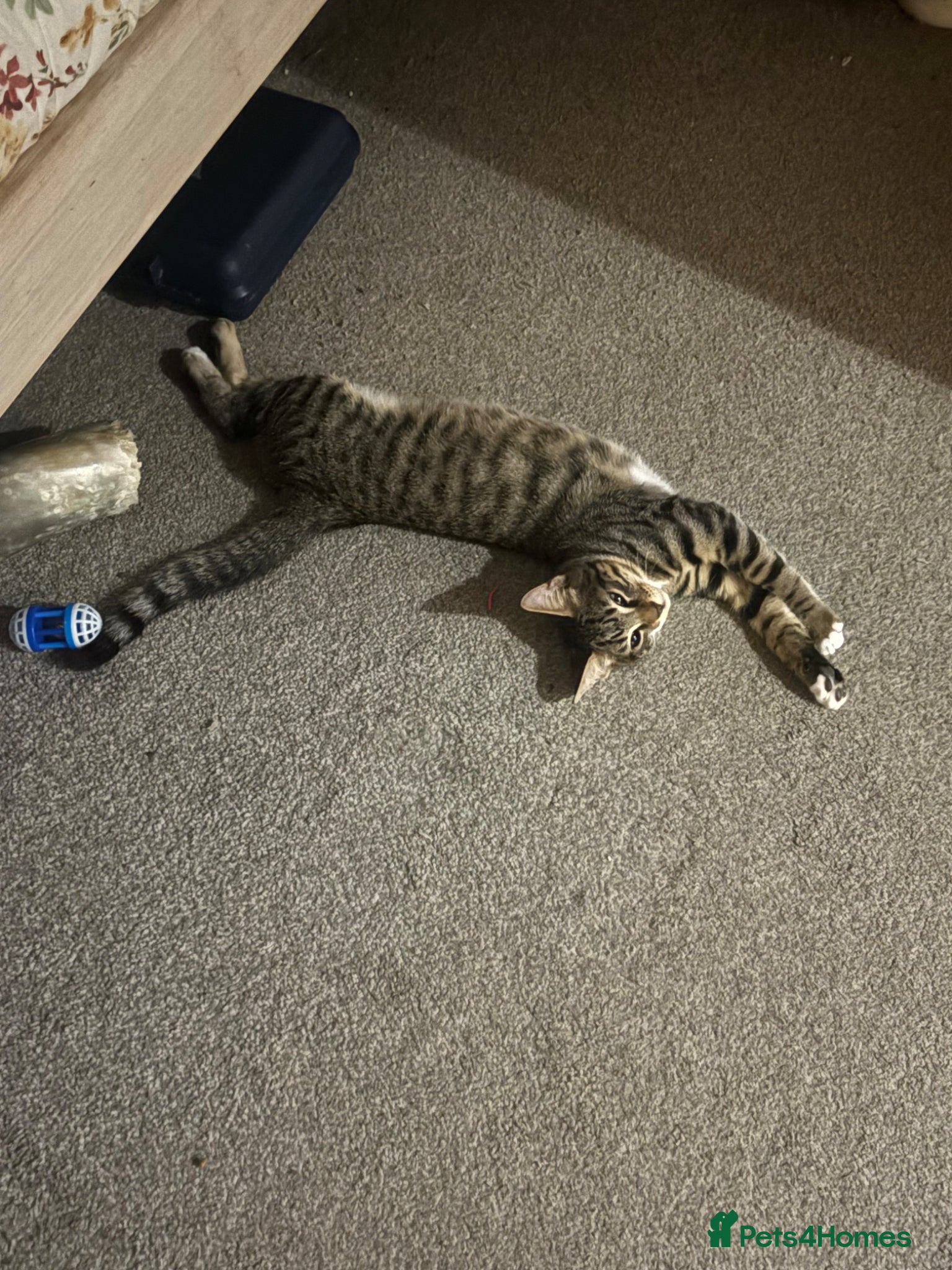 Mixed Breed cats for sale: Father and Son in Boston - Advert 5
