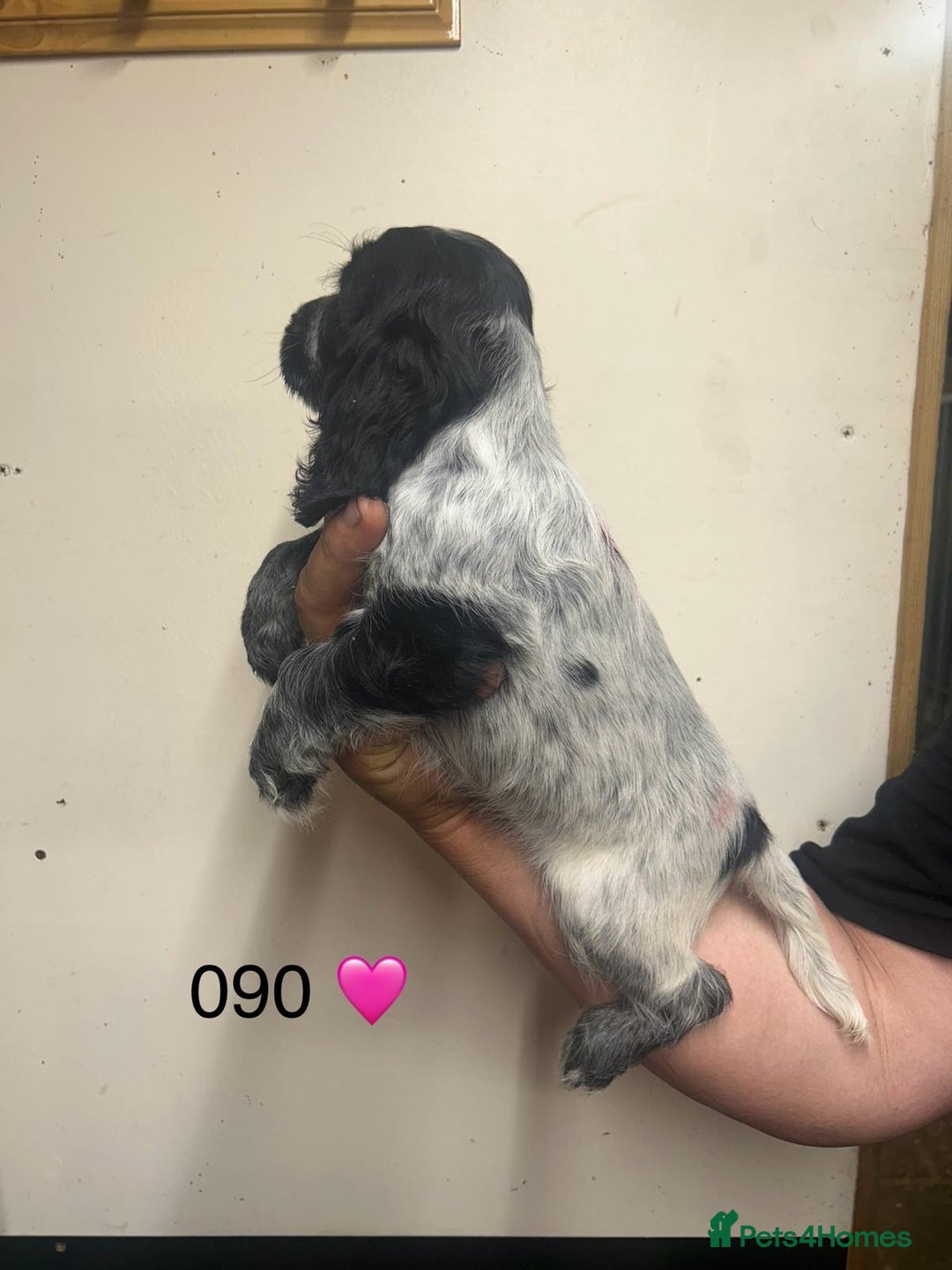 Cocker Spaniel dogs for sale: Blue Roan and Blue Roan & Tan - Image 28