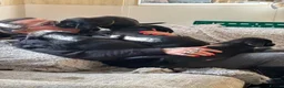 Mixed Breed dogs for sale: Stunning rotticorsos ready now in Doncaster - Advert 5