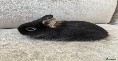 Netherland Dwarf rabbits - Advert 6
