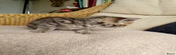 Mixed Breed cats for sale: Cat short hair british - Advert 9