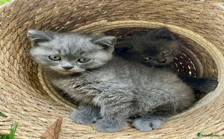 British Shorthair cats - Advert 1