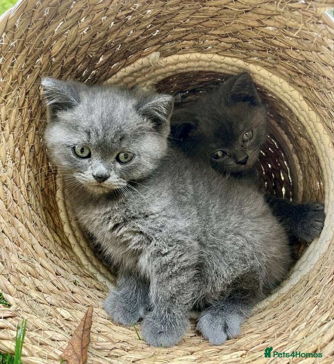 British Shorthair cats for sale: Beautiful British short hair kittens, - Image 1