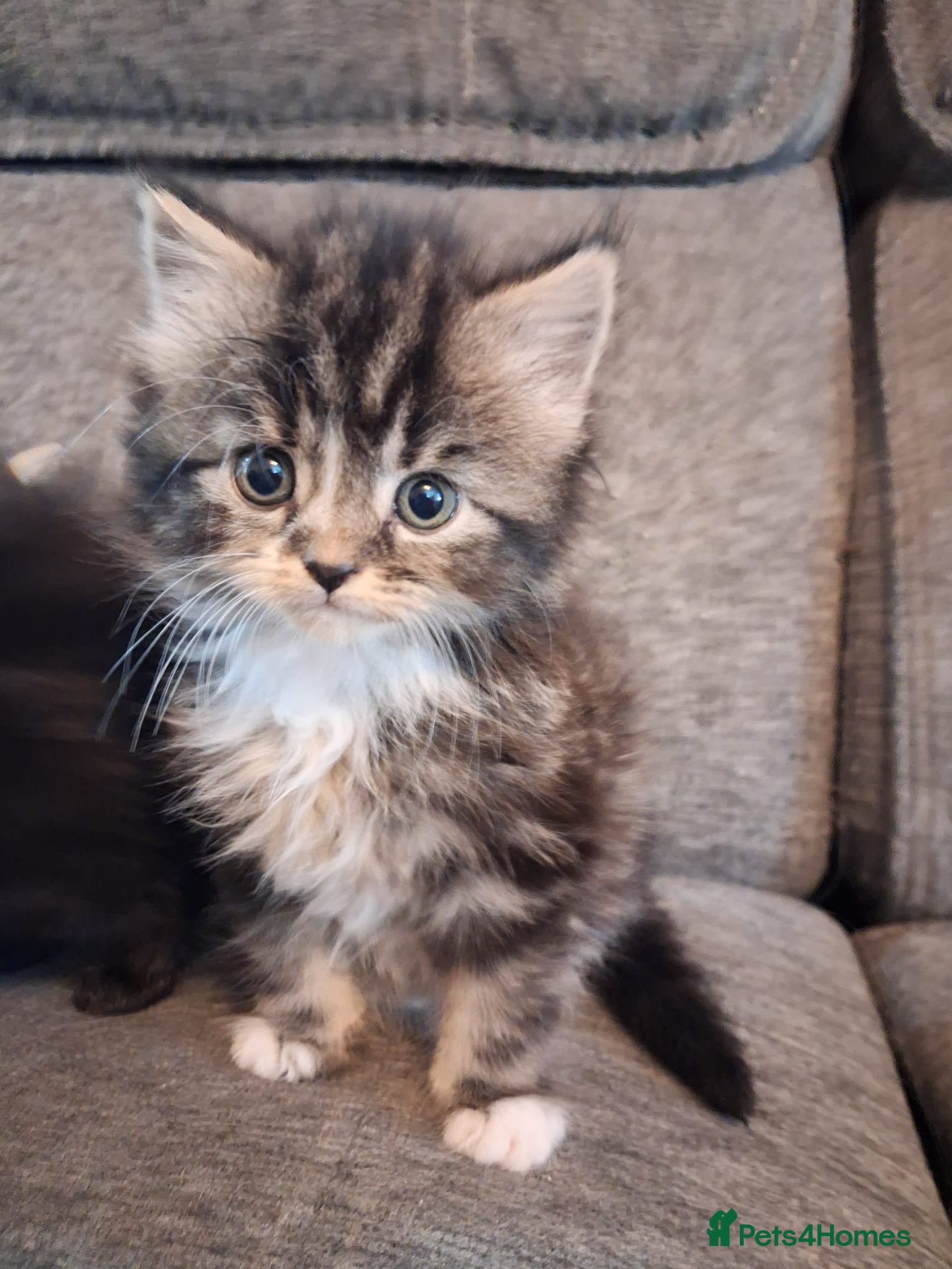 Mixed Breed cats Adorable kittens for sale - 2 GIRLS LEFT. - Advert 1