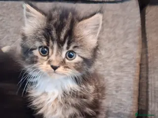 Mixed Breed cats Adorable kittens for sale - 2 GIRLS LEFT. - Advert 2