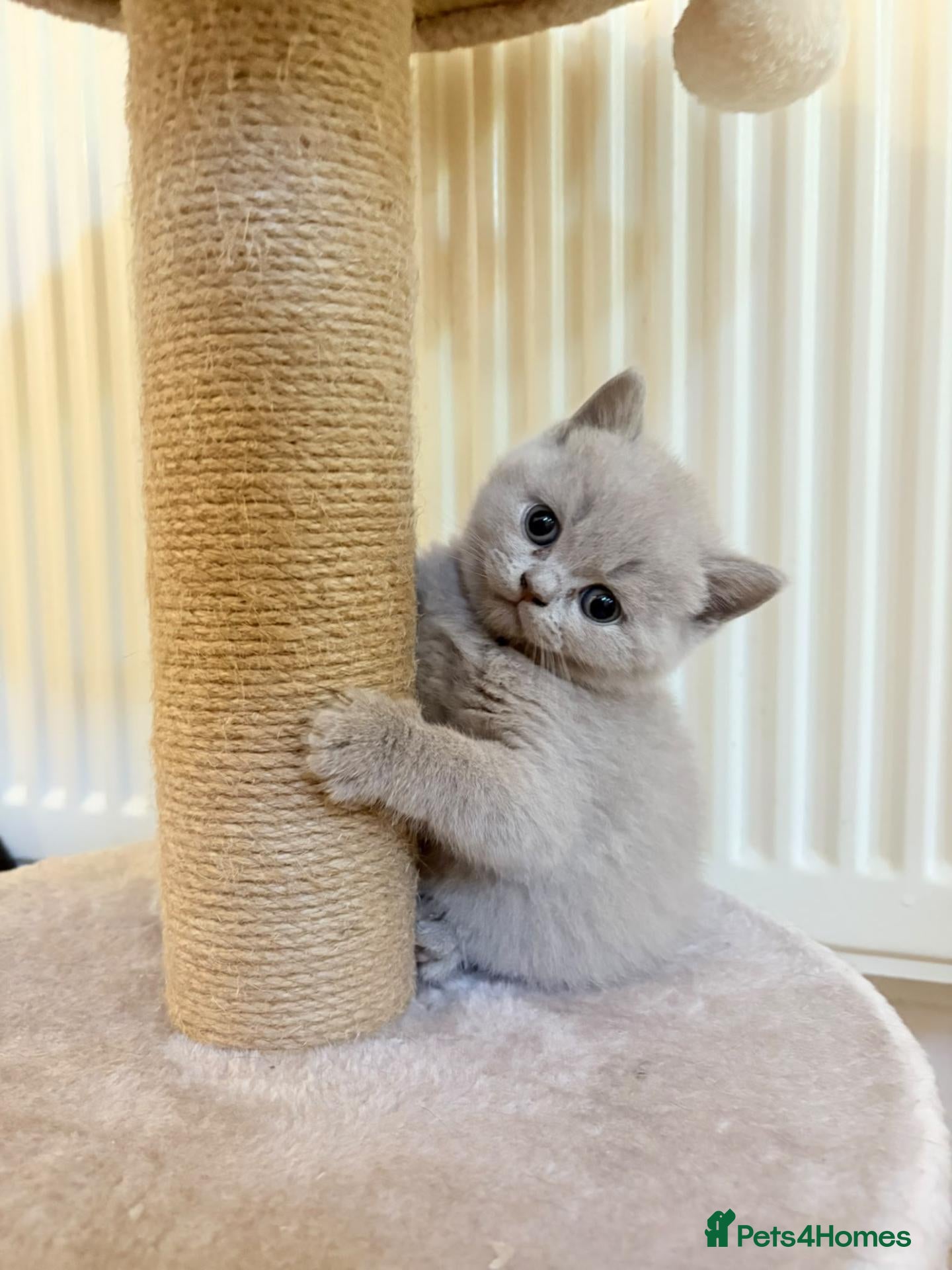 British Shorthair cats Beautiful Lilac 8week Male Kitten Champion Parents - Advert 1