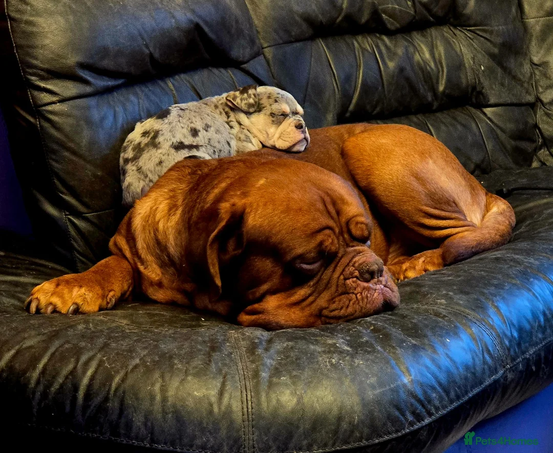 Dogue De Bordeaux dogs for sale: Hercules  - Advert 8