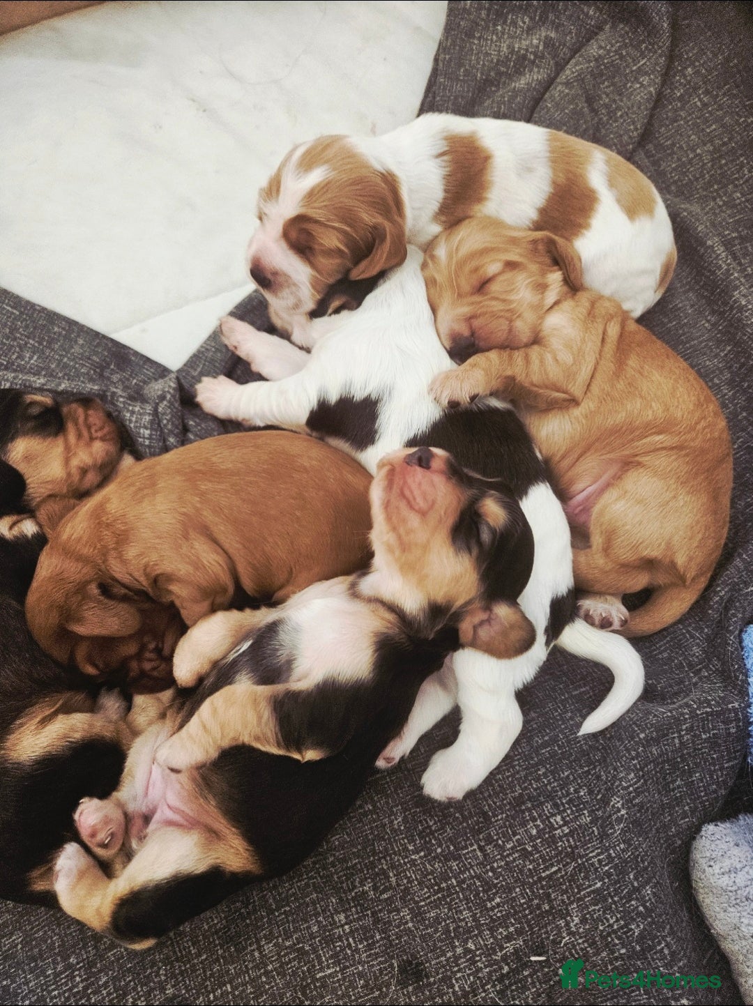 Cocker Spaniel dogs for sale: Beautiful full show cockers  - Advert 1