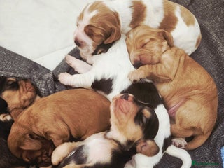 Cocker Spaniel dogs Beautiful full show cockers - Advert 1