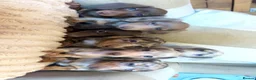 Miniature Dachshund dogs for sale: Miniature dadhaunds ready now  - Advert 8