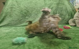 Maine Coon cats for sale: Planned summer babies looking for forever homes - Image 7