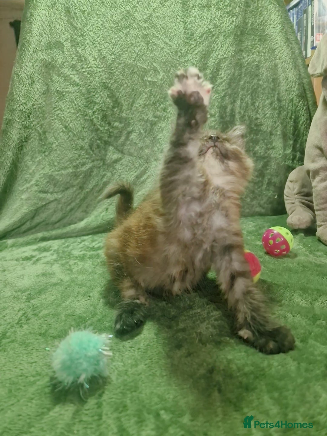Maine Coon cats for sale: Planned summer babies looking for forever homes - Image 7