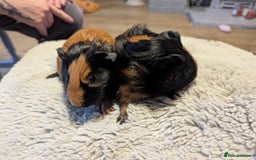 Guinea Pig rodents for sale: 6 gorgeous baby guinea pigs - Image 7
