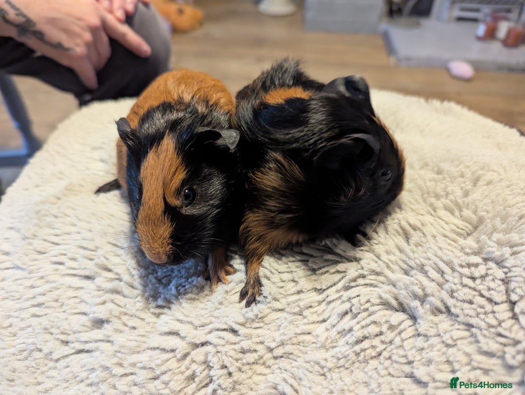 Guinea Pig rodents for sale: 6 gorgeous baby guinea pigs - Image 7
